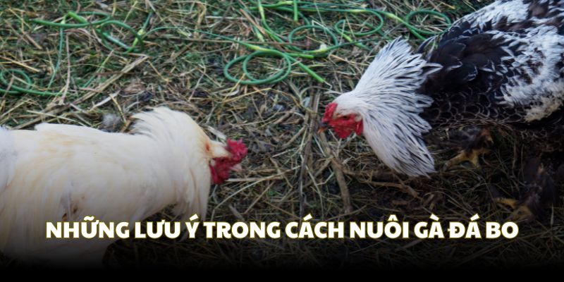 Các lưu ý khác trong cách nuôi gà đá 