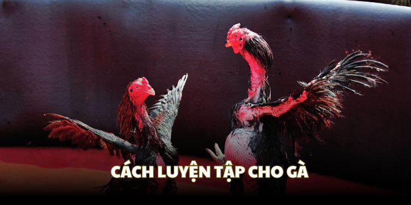 Bài luyện tập trong cách nuôi gà đá bo